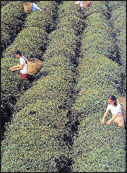 20080316-agri-tea Nolls.jpg